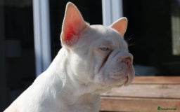 French Bulldog dogs for sale: Stunning merle boy  - Image 3