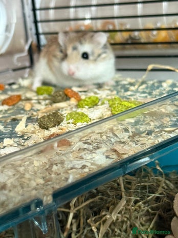 Hamster rodents - Advert 15