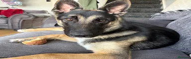 Fenrir 