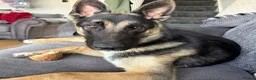 Mixed Breed dogs for sale: 8 month old German shepherd x mali - Advert 4