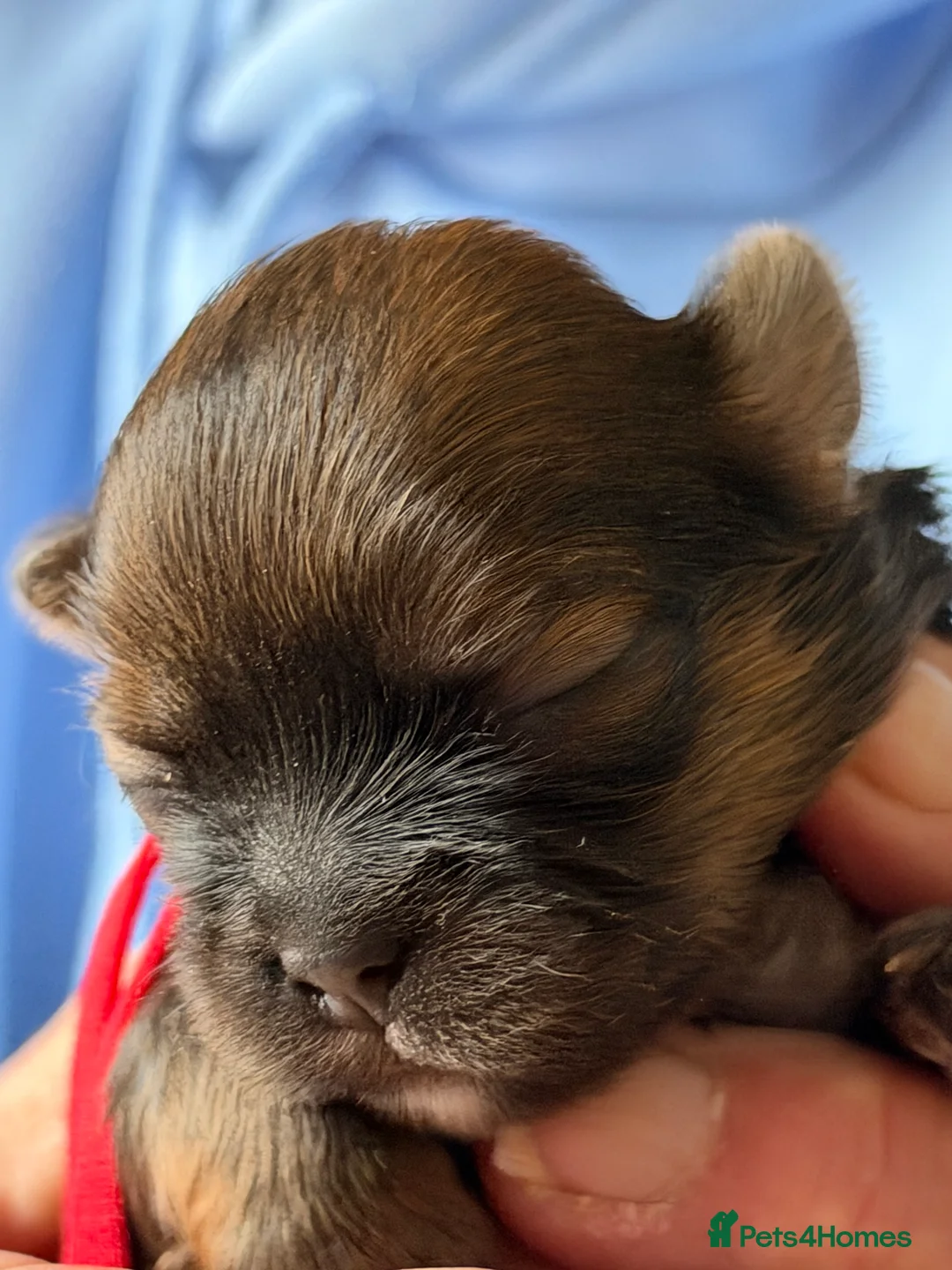 Lhasa Apso dogs for sale: 5 stunning boys available in Driffield - Advert 2