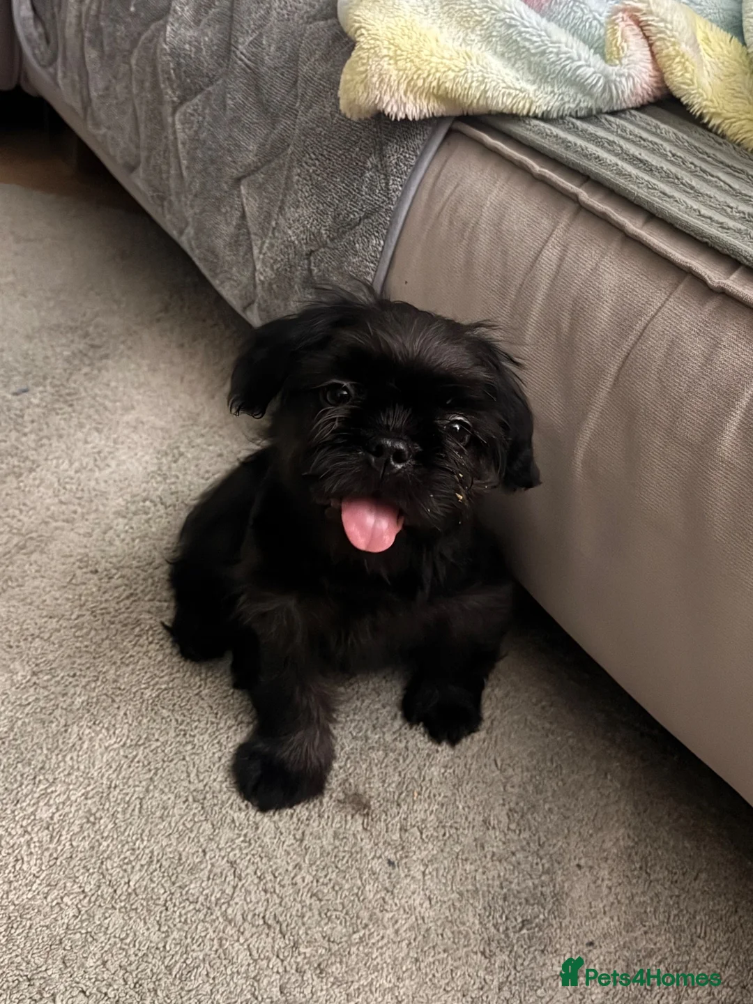 French Bulldog dogs for sale: Fluffy French Floodle  - Advert 5
