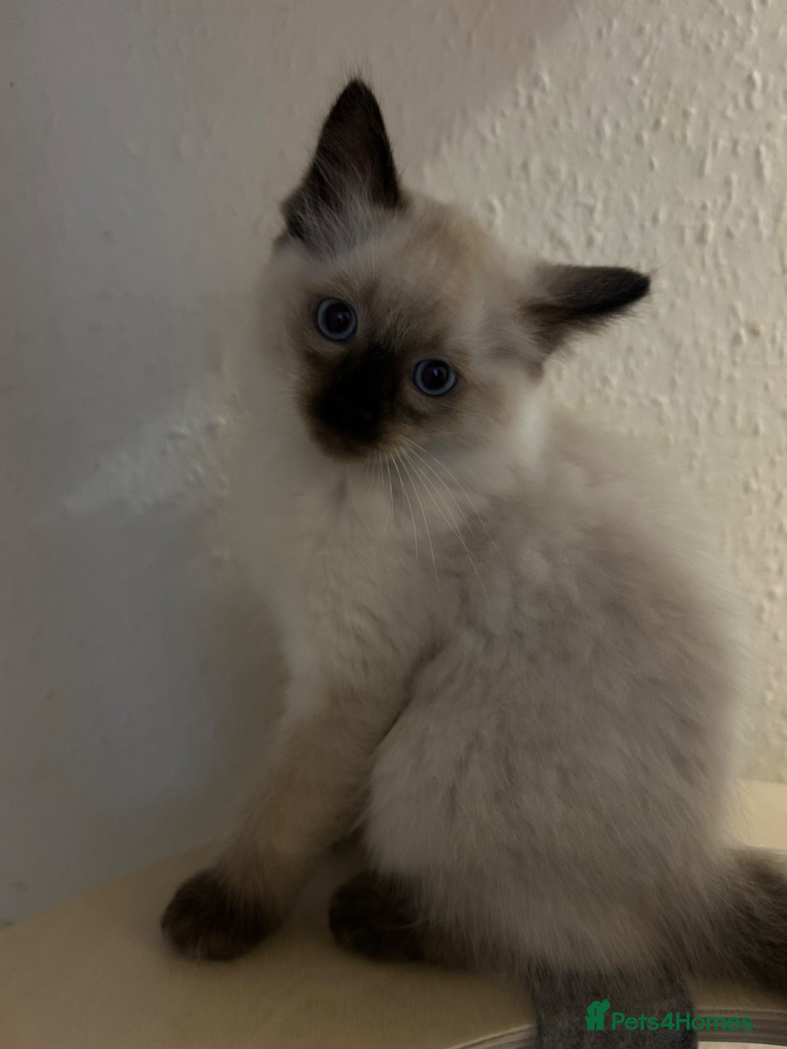 Ragdoll cats 🐾1 Boy left available🐾 - Advert 2