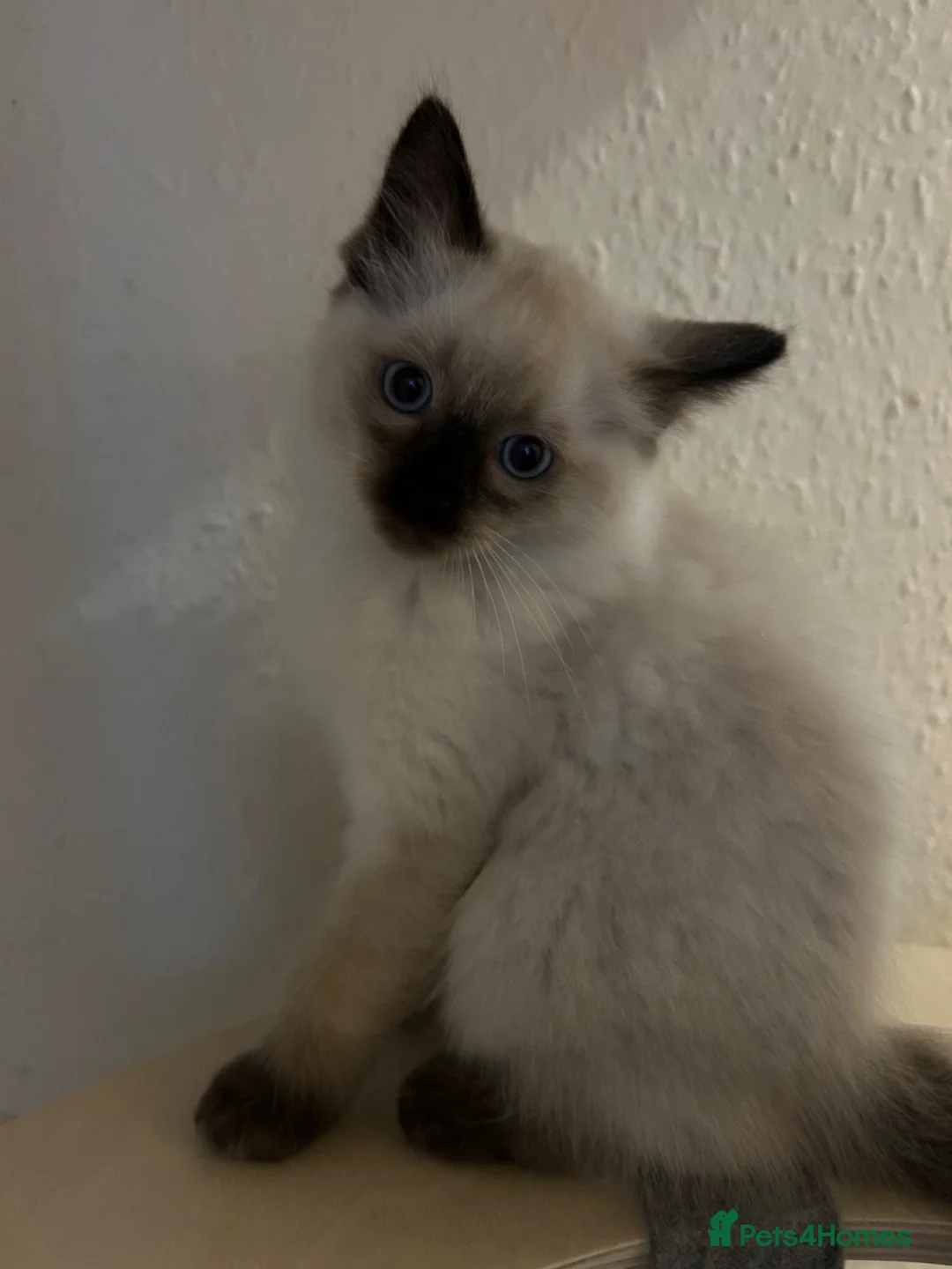 Ragdoll cats for sale: 🐾1 Boy left available🐾 - Advert 2