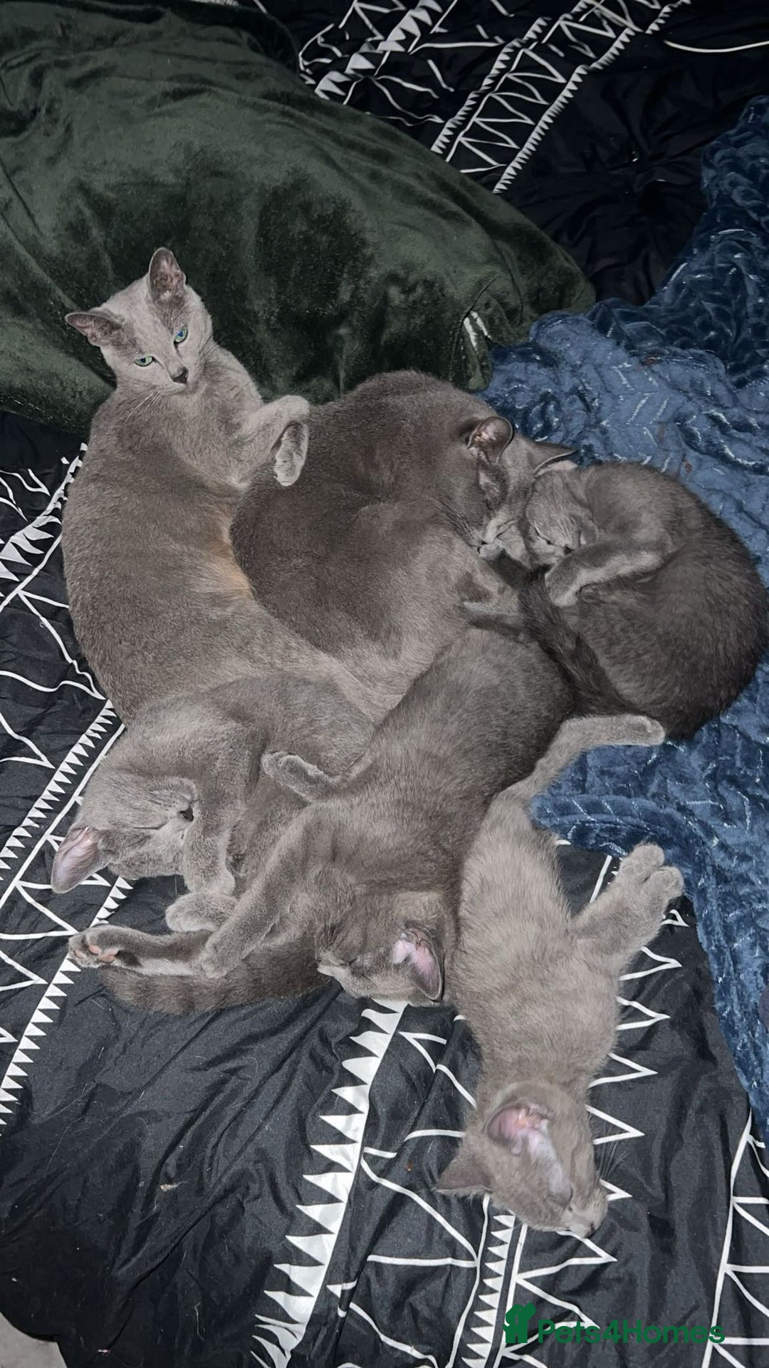 Russian Blue cats for sale: Gorgeous Championship Russian blue kittens  - Advert 15