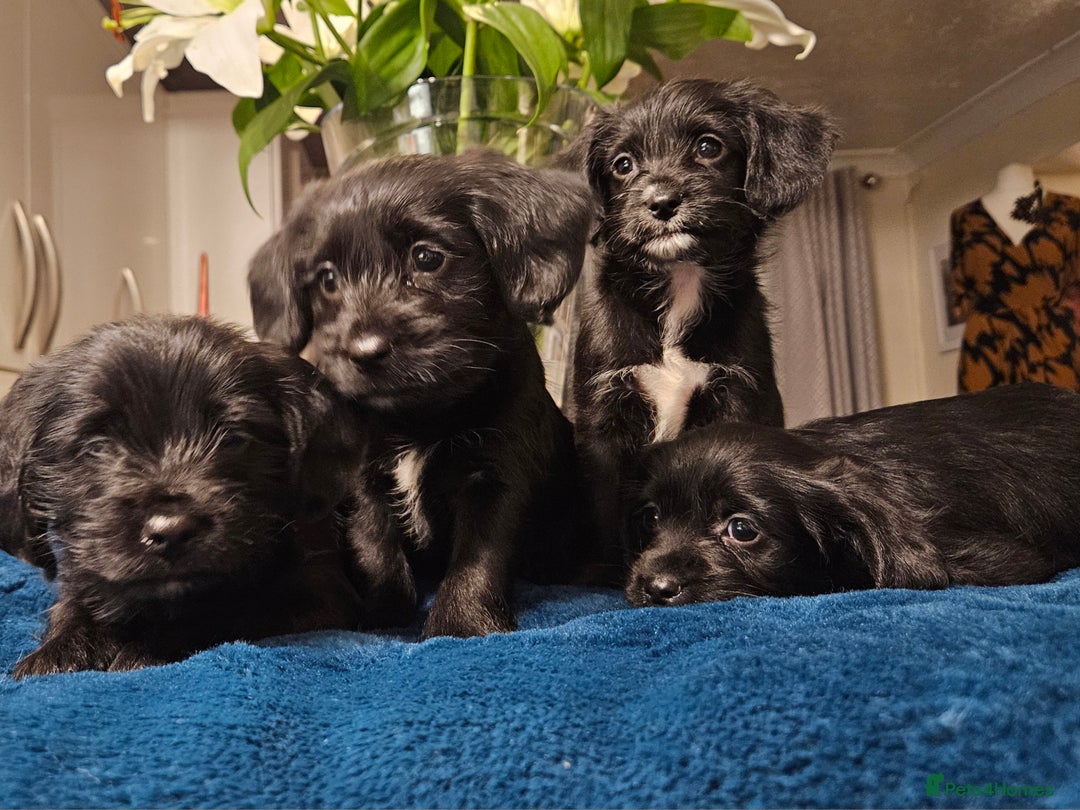 Mixed Breed dogs for sale: Cocker spaniel cross puppies - Image 7