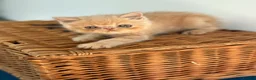 Exotic cats for sale: Stunning exotic kittens high quality m - Advert 34