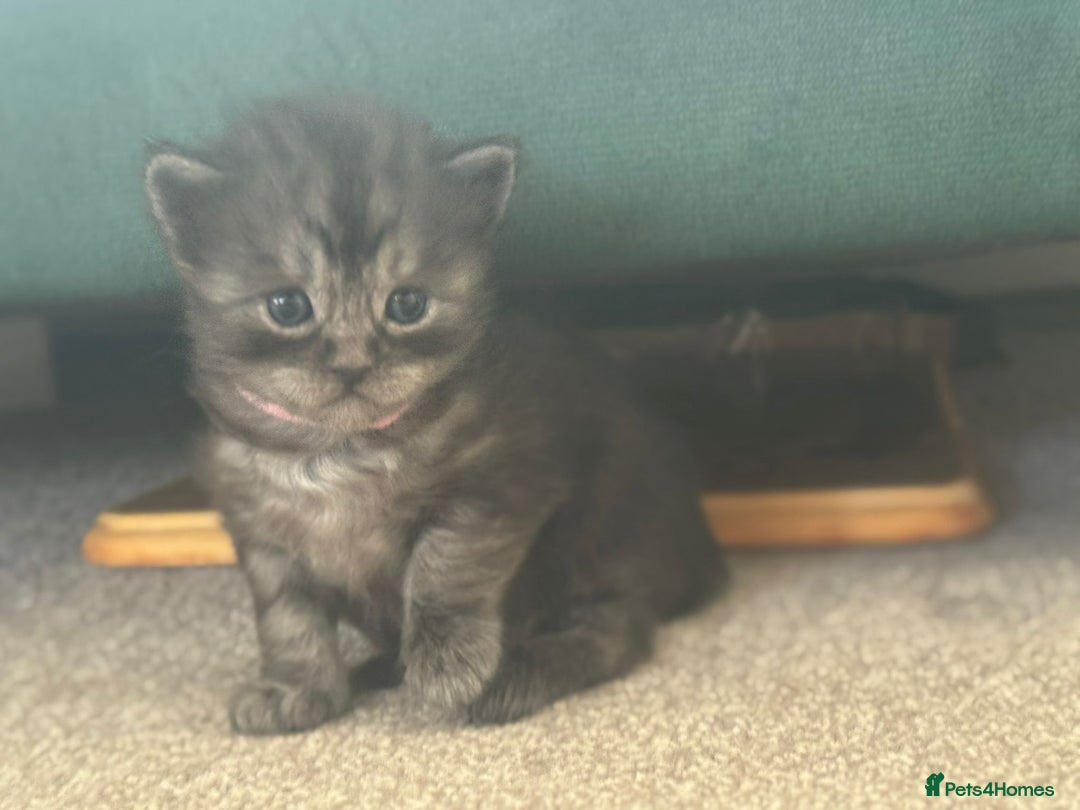 Ragcoon cats for sale: BEAUTIFUL RAGCOONS - Advert 11