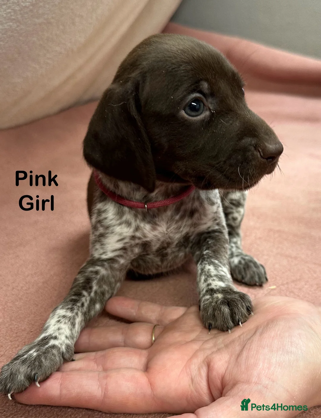 German Shorthaired Pointer dogs for stud: GSP Stud - Proven - Now available - Working / Pet  in Preston - Advert 6