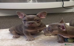 French Bulldog dogs for sale: Kc registered french bulldog puppy’s Isabella  - Image 8