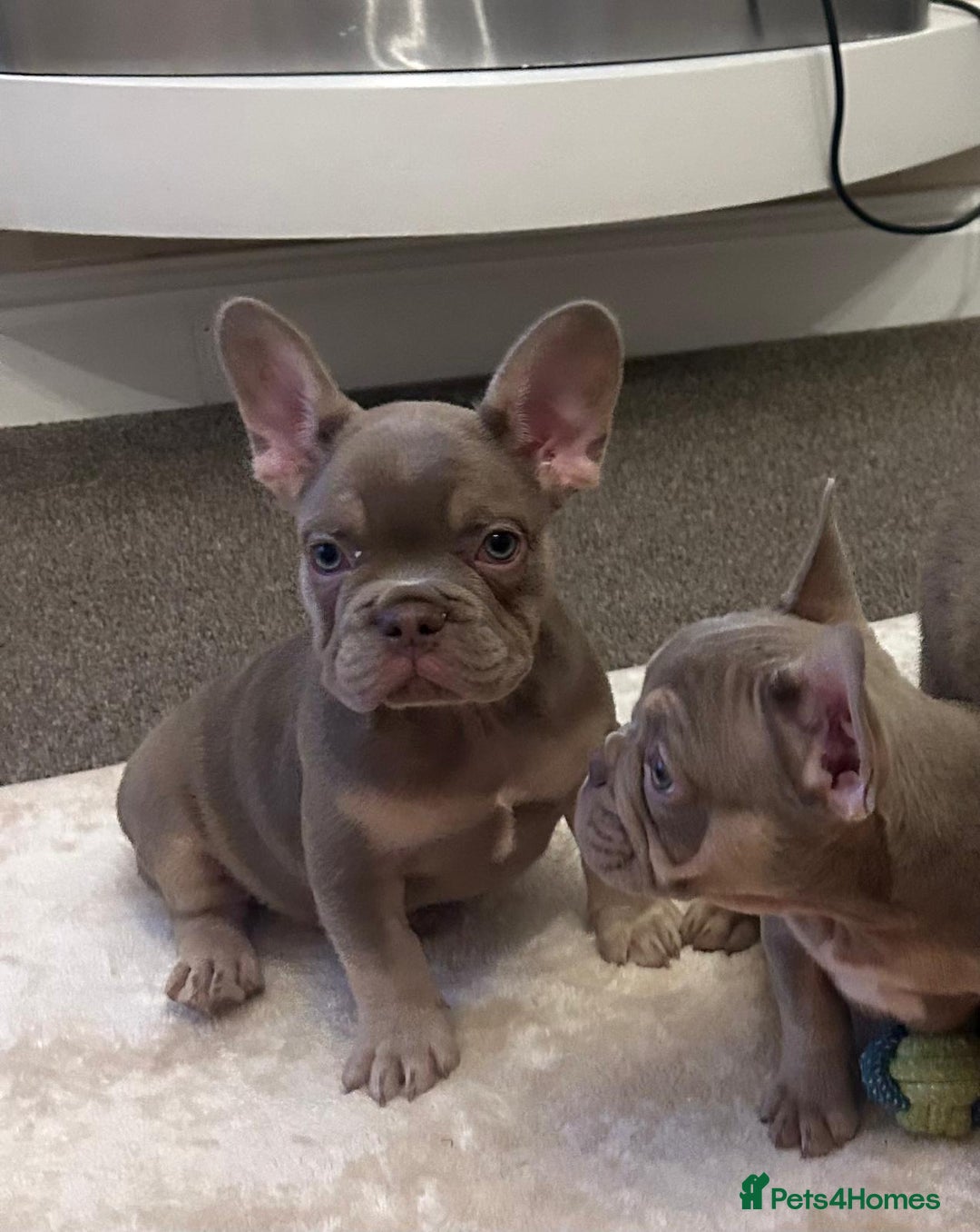 French Bulldog dogs for sale: Kc registered french bulldog puppy’s Isabella  - Image 8
