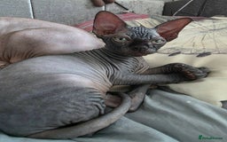 Sphynx cats for sale: Black Kittens - Image 3