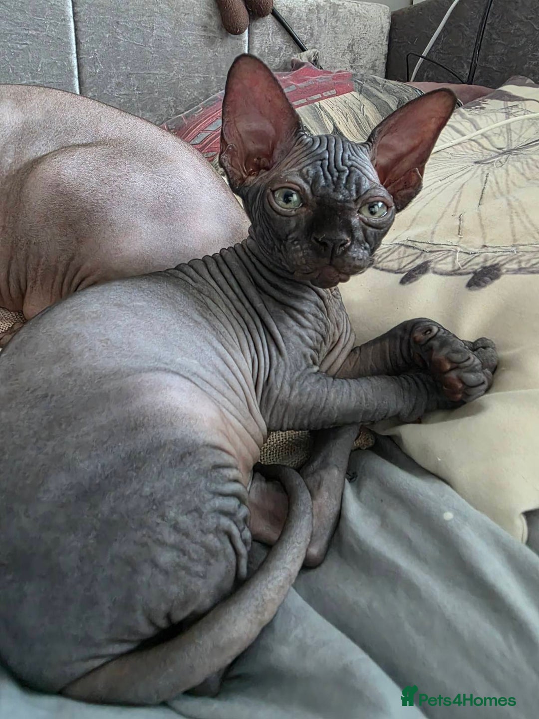 Sphynx cats for sale: Black Kittens - Image 3