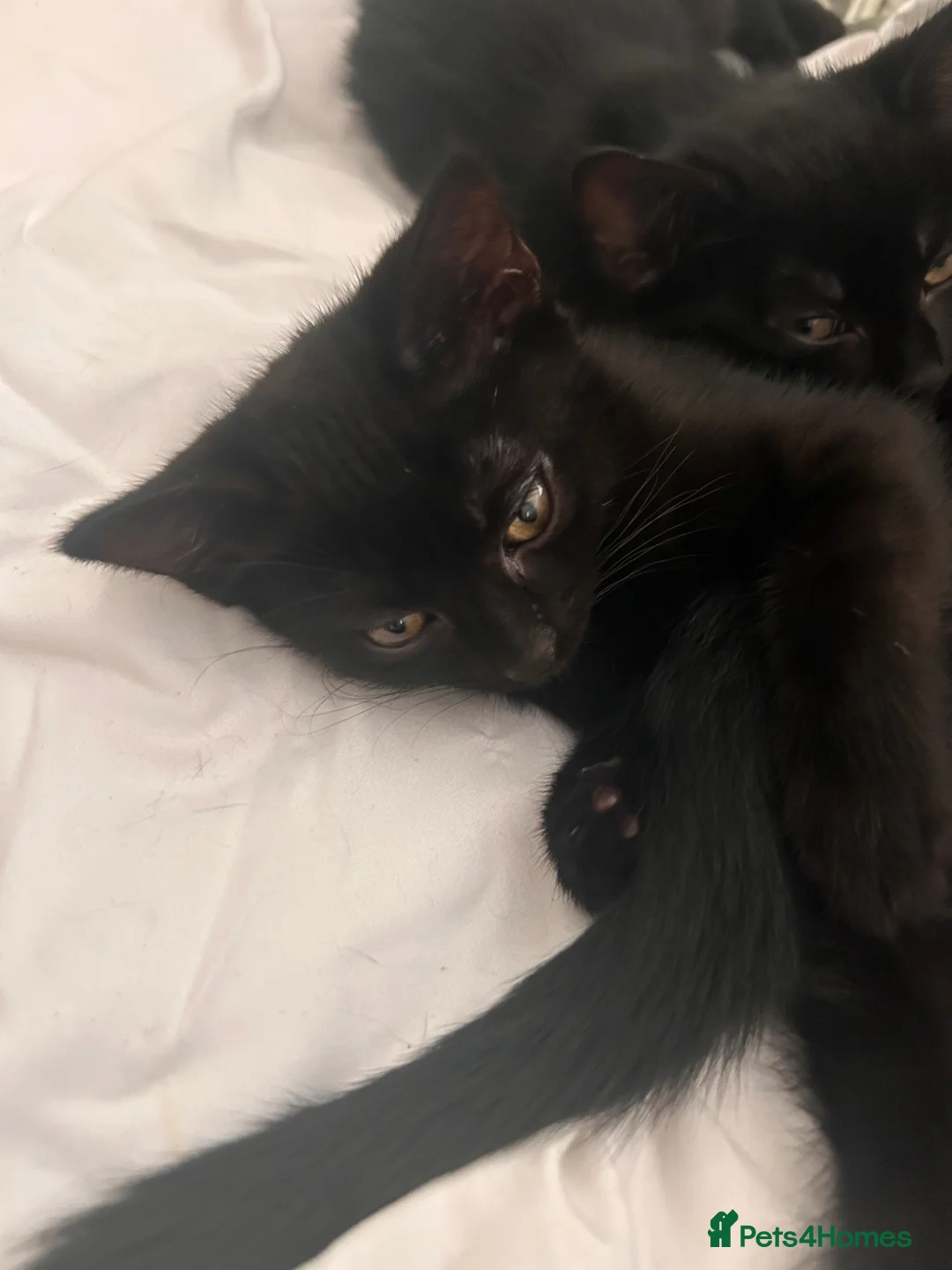Mixed Breed cats for sale: Black kittens  in Princes Risborough - Advert 7