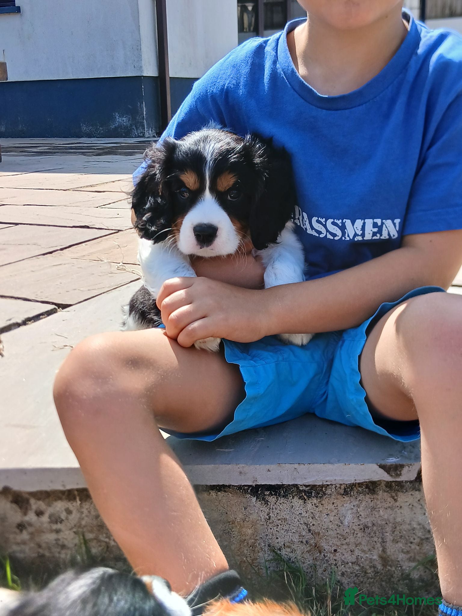 Cavalier King Charles Spaniel dogs Ready now - Advert 2