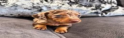Miniature Dachshund dogs for sale: 🐾 KC Reg Mini Dachshund Pups Licensed Breeder 🐾  - Advert 10