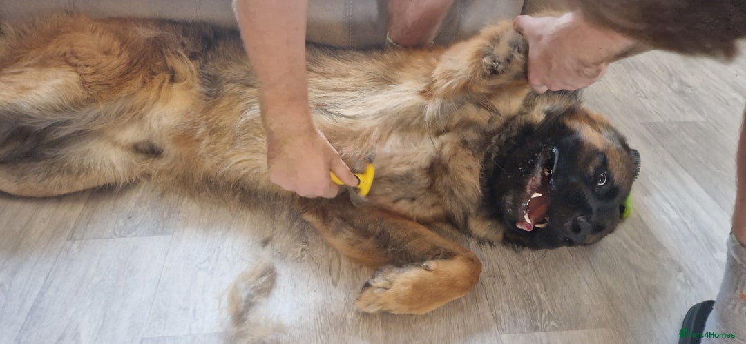 Mixed Breed dogs for sale: Bear looking for a new home - Advert 4