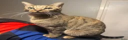 Mixed Breed cats for sale: 3 baby’s ready for there forever homes  in Maidenhead - Advert 5