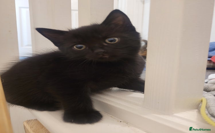 Mixed Breed cats - Advert 1