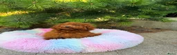 Toy Poodle dogs for sale: Asian Teddy poodle Girl very tiny - Advert 23