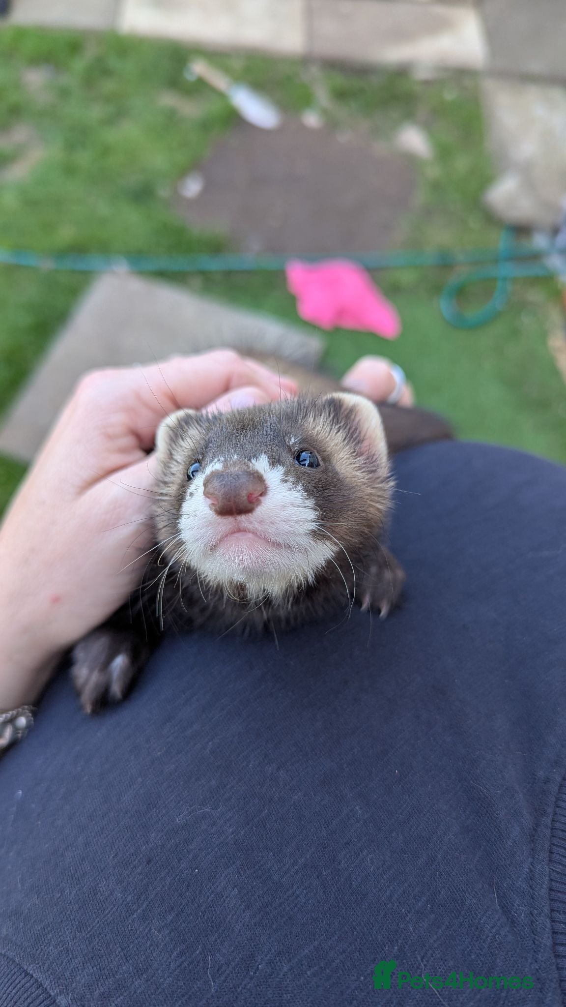 Ferret rodents Ferret kits  - Advert 1