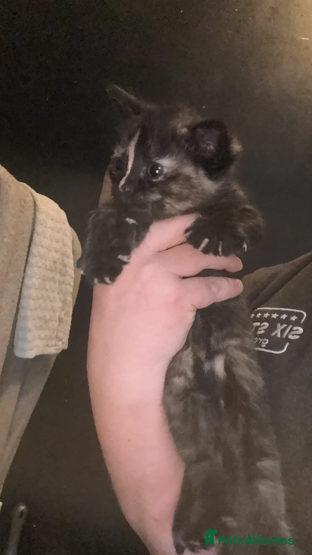 Mixed Breed cats for sale: 2 kittens for sale  in Wednesbury - Advert 4