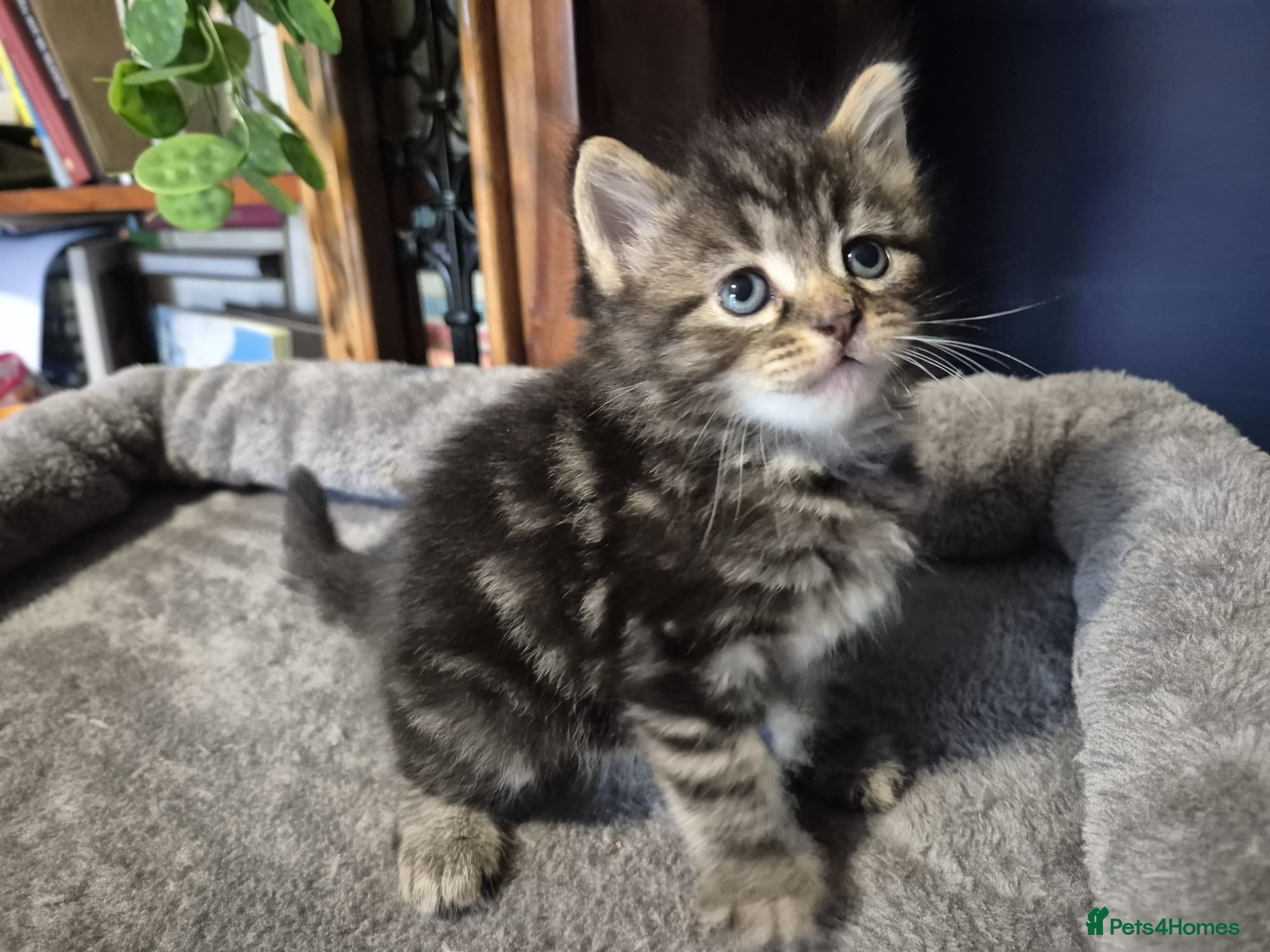 Norwegian Forest Cat cats Norwegian forest cat X marbled bengal - Advert 2