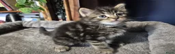 Norwegian Forest Cat cats for sale: Norwegian forest cat X marbled bengal - Advert 1