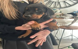 Dobermann dogs for sale: 9 KC Reg pedigree Doberman puppies - Image 7