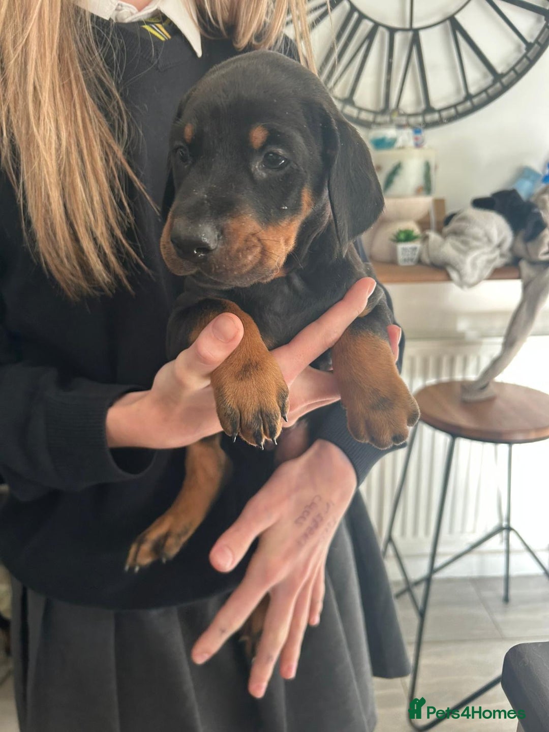 Dobermann dogs for sale: 9 KC Reg pedigree Doberman puppies - Image 7