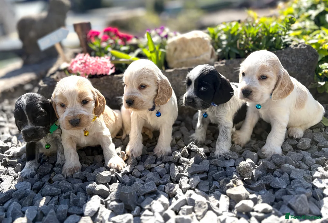 Cocker Spaniel dogs for sale: Handsome & Cute Cocker Spaniel Puppies-DAD TESTED - Advert 1