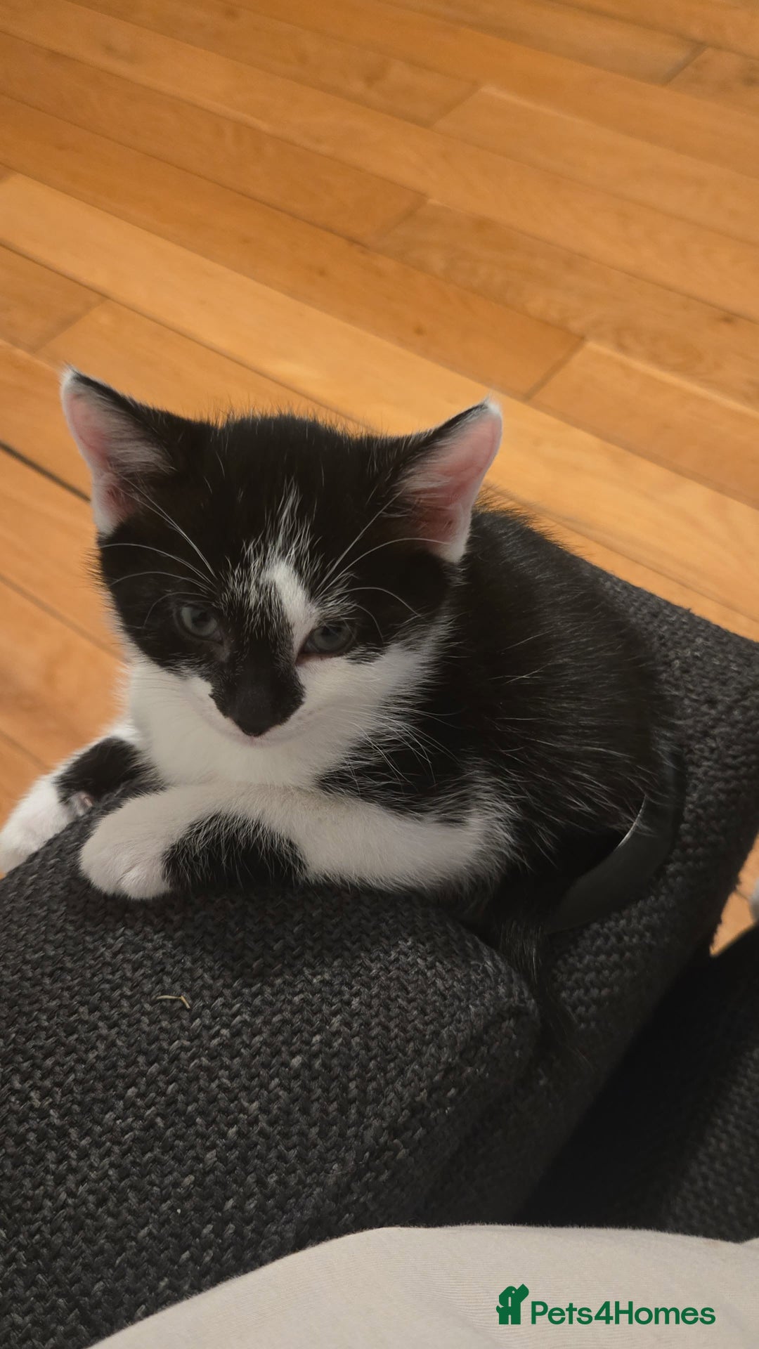 British Shorthair cats for sale: 3 adorable kittens available - Advert 10