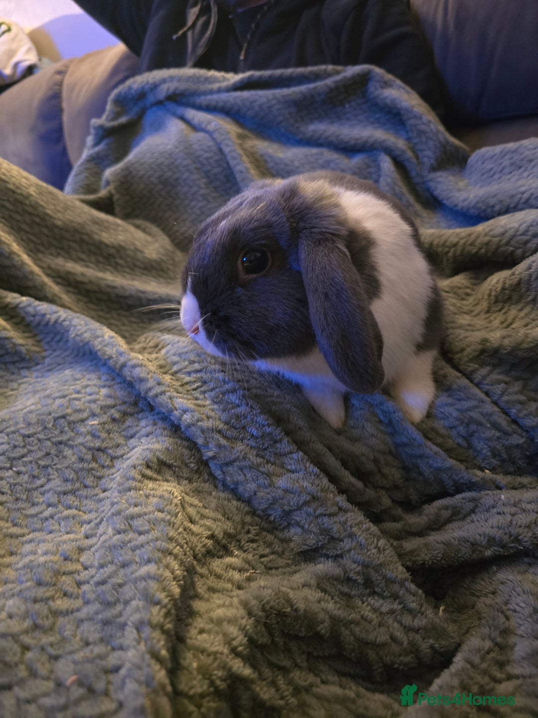 Mixed Breed rabbits for sale: Rabbits for sale.  - Advert 2