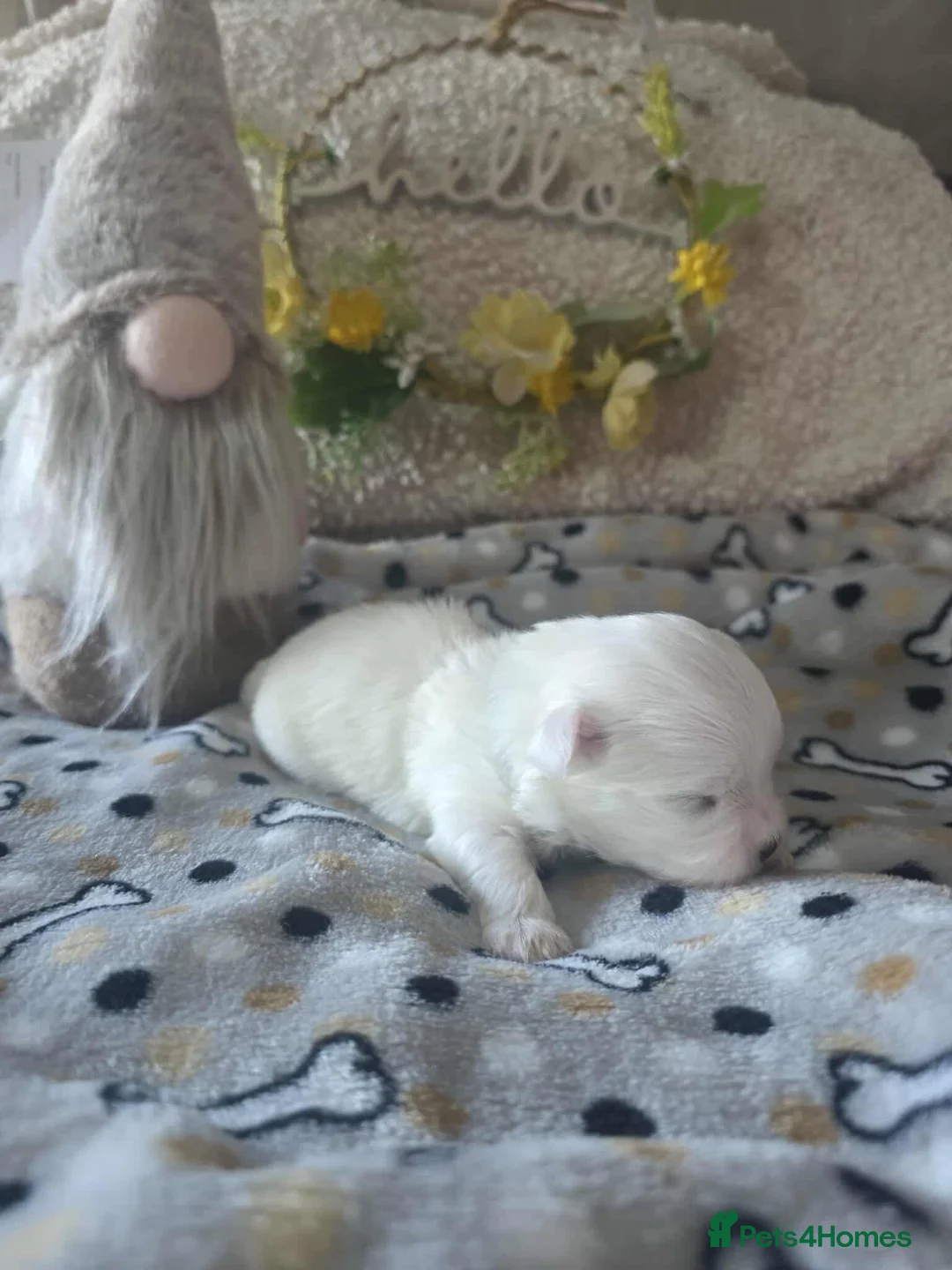 Maltese dogs for sale: Show quality Maltese  - Advert 5