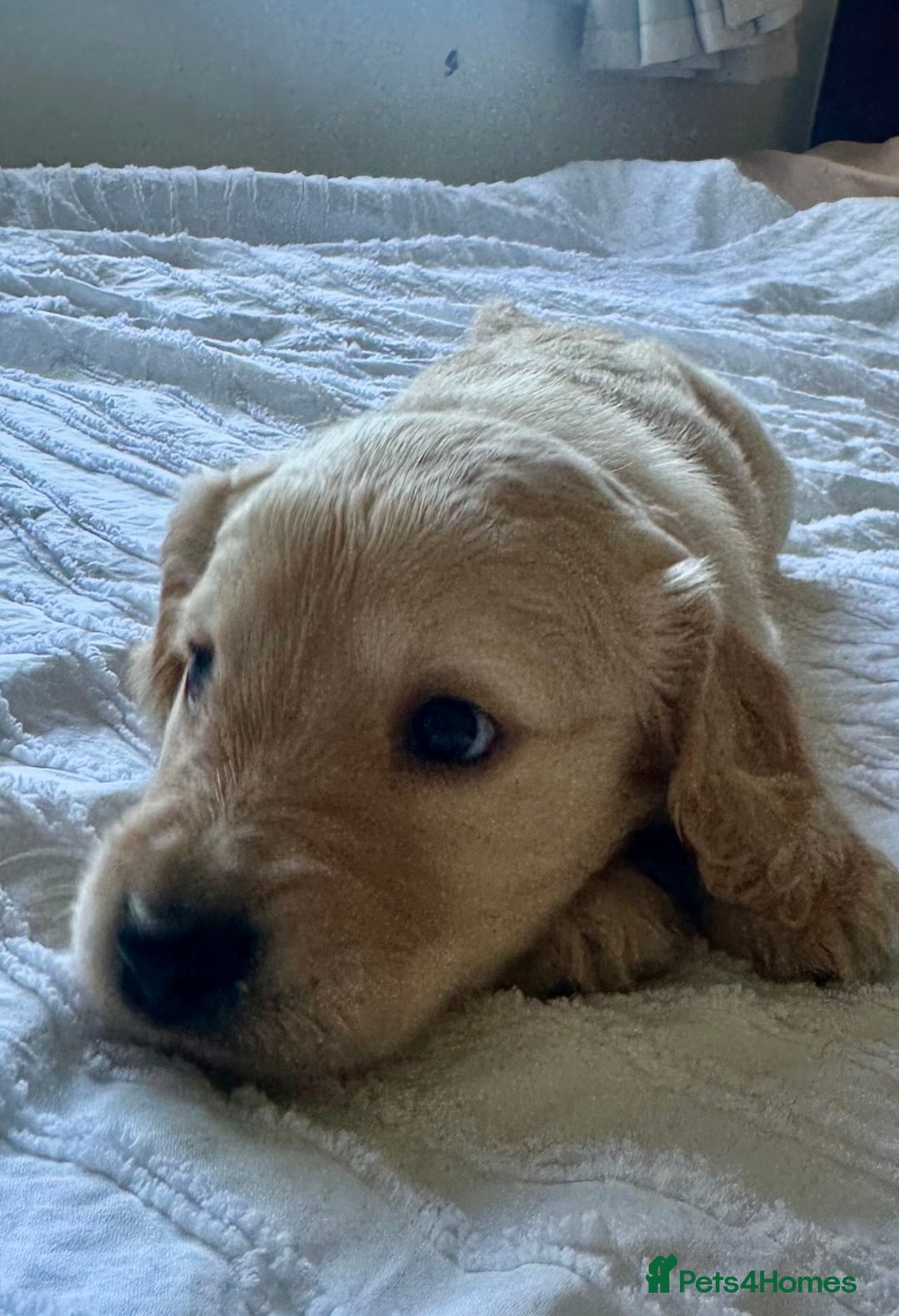 Mixed Breed dogs for sale: Beautiful cocker doodle bitch  - Advert 1