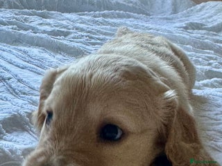 Mixed Breed dogs Beautiful cocker doodle bitch - Advert 2