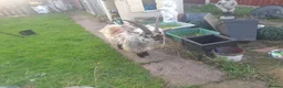 Goats livestock for sale: Male goat - Advert 3