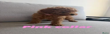 Toy Poodle 3