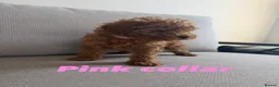 Toy Poodle dogs for sale: ALL energy poodle toy - Advert 8