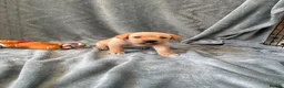 Mixed Breed dogs for sale: Labrador x staff - Advert 20