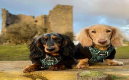 Miniature Dachshund dogs for sale: KC reg long haired mini dachshunds  - Image 10