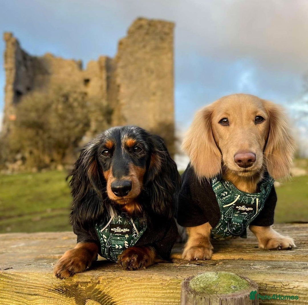 Miniature Dachshund dogs for sale: KC reg long haired mini dachshunds  - Image 10