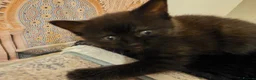 Mixed Breed cats for sale: 3 Lovely kittens for sale  - Advert 4