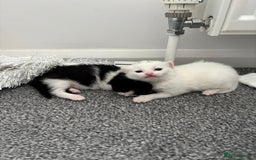 Domestic Shorthair cats for sale: 4 beautiful kittens   - Image 3