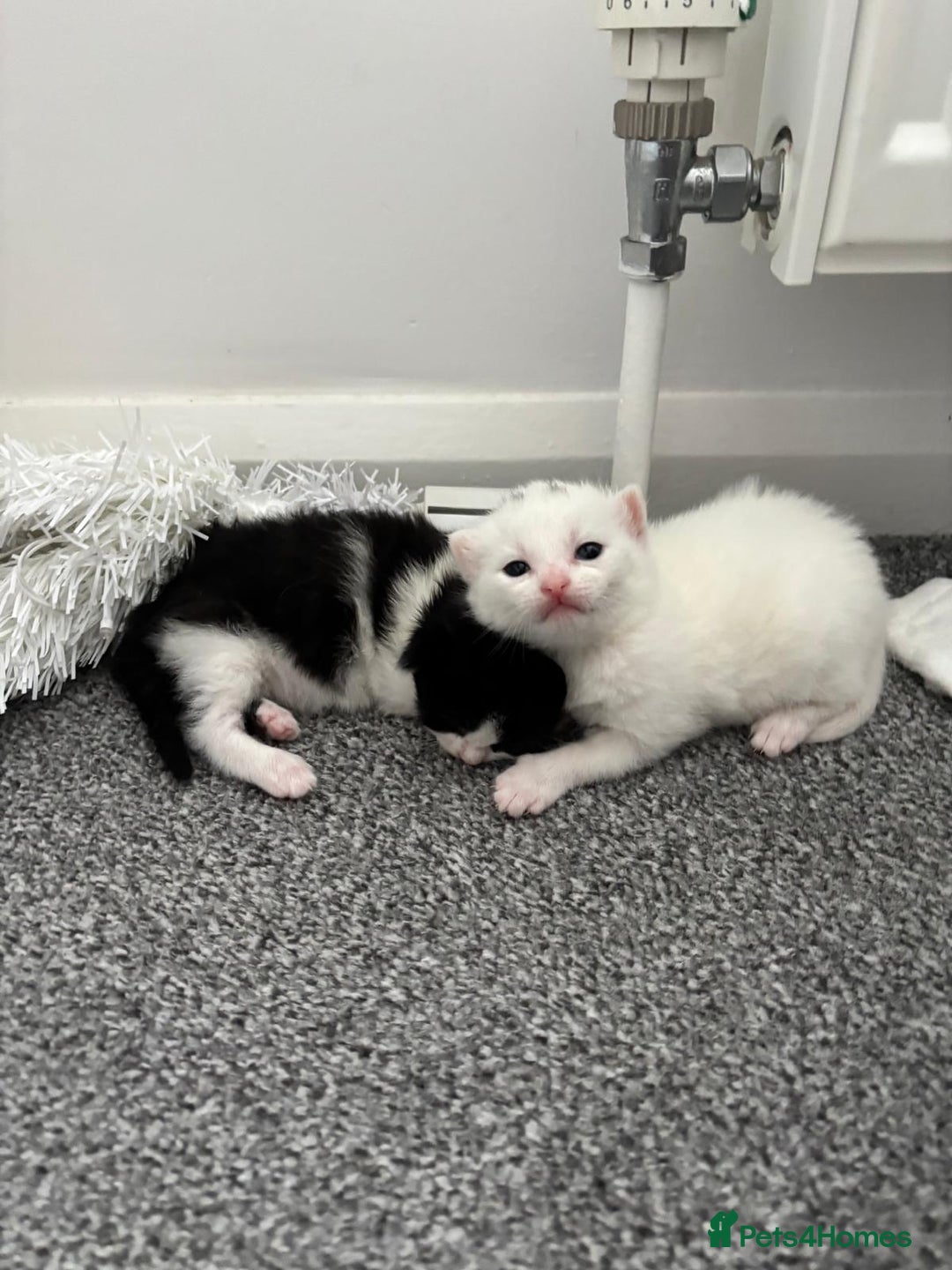 Domestic Shorthair cats for sale: 4 beautiful kittens   - Image 3