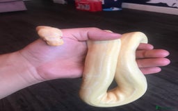 Python Snake reptiles for sale: Female albino pinstipe - Image 3