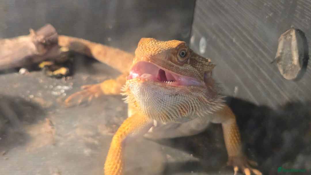 Bearded Dragon reptiles for sale: Male breaded dragon 1 year old - Image 5
