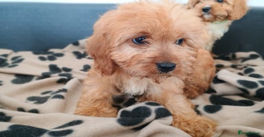 Cavapoo dogs - Advert 9