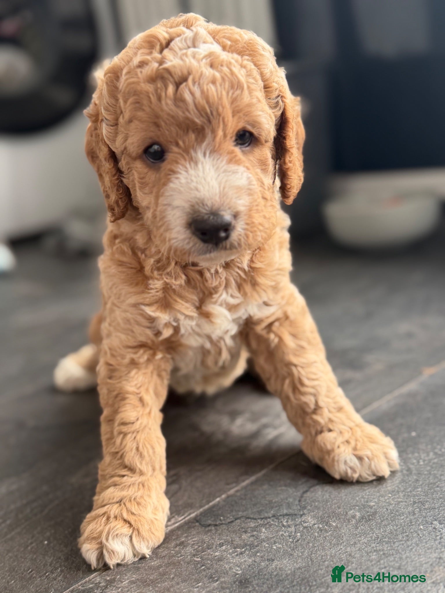 Goldendoodle dogs . Beautiful Golden Doodle puppies 3 boys 3 girls.  - Advert 6