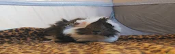Guinea Pig rodents for sale: Pure bred Peruvian Guinea pig baby boars  in Staines - Advert 5